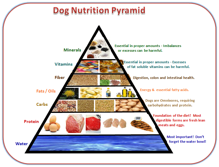 well balanced dog diet